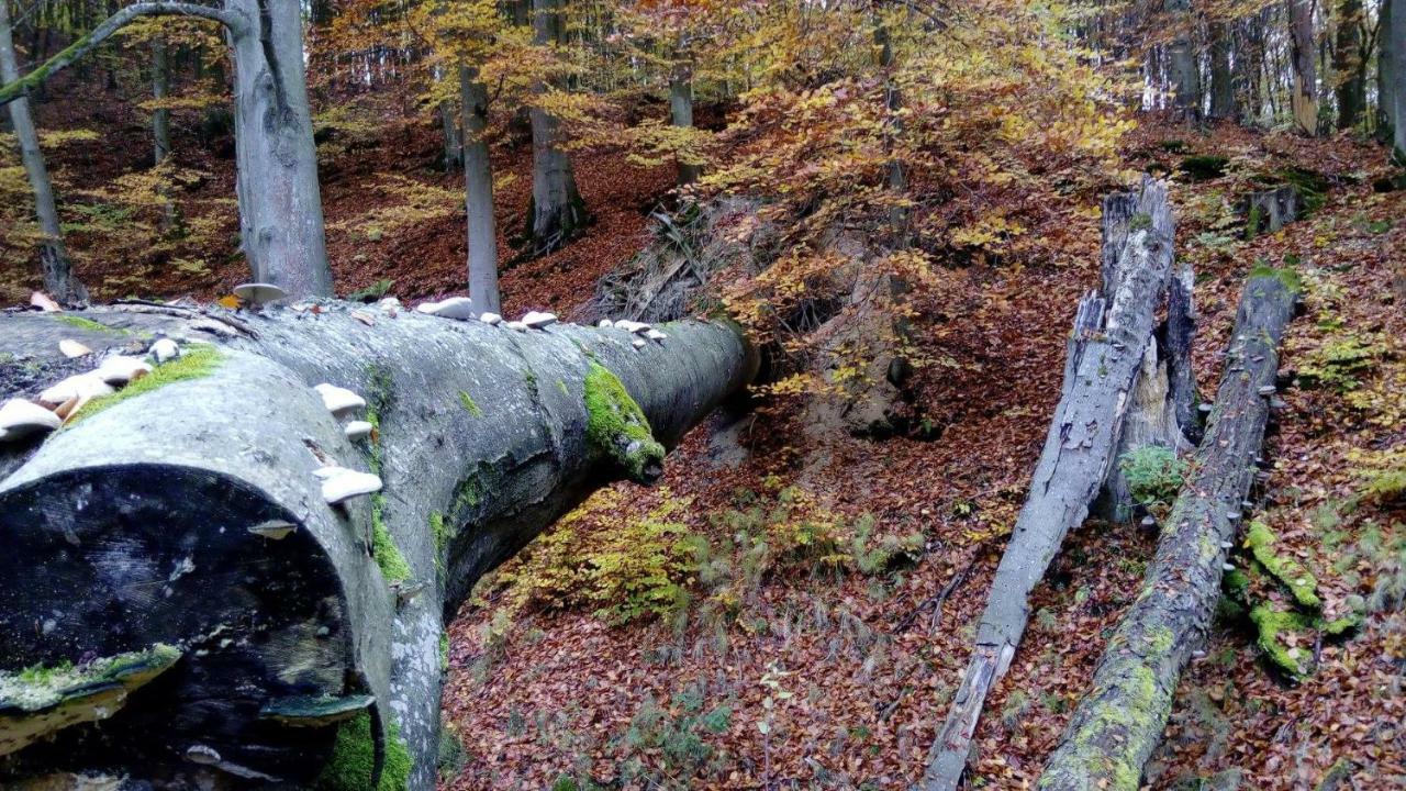 Bobrowa Przystan Villa Czechyn Kültér fotó